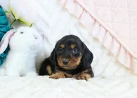 Juni, a female Miniature Dachshund for sale in Rock Valley, IA – Photo 2 of 5