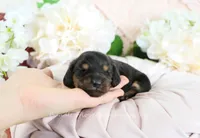 Juni, a female Miniature Dachshund for sale in Rock Valley, IA – Photo 2 of 4