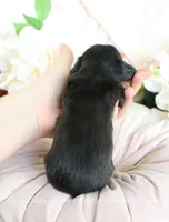 Juni, a female Miniature Dachshund for sale in Rock Valley, IA – Photo 4 of 4