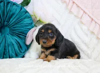 Juni, a female Miniature Dachshund for sale in Rock Valley, IA – Photo 1 of 5