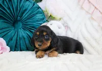 Juni, a female Miniature Dachshund for sale in Rock Valley, IA – Photo 3 of 5