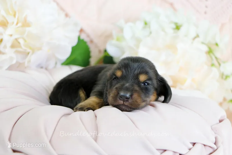 Juni – Miniature Dachshund puppy for sale in Rock Valley, IA