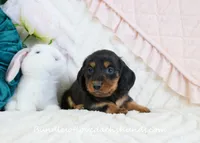 Juni, a female Miniature Dachshund for sale in Rock Valley, IA – Photo 4 of 5