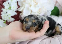 Suzette, a female Miniature Dachshund for sale in Rock Valley, IA – Photo 2 of 5
