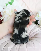 Suzette, a female Miniature Dachshund for sale in Rock Valley, IA – Photo 5 of 5