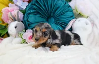 Suzette, a female Miniature Dachshund for sale in Rock Valley, IA – Photo 3 of 5