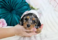 Suzette, a female Miniature Dachshund for sale in Rock Valley, IA – Photo 4 of 5