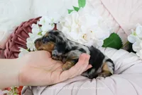 Suzette, a female Miniature Dachshund for sale in Rock Valley, IA – Photo 4 of 5