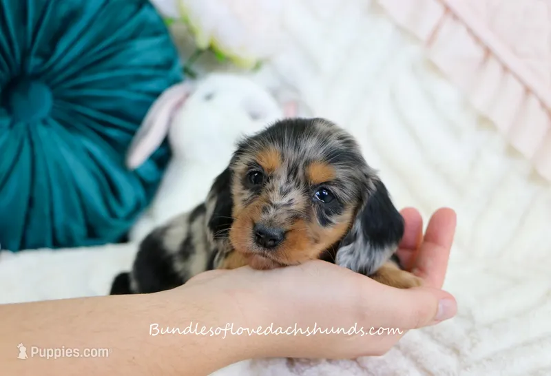 Suzette – Miniature Dachshund puppy for sale in Rock Valley, IA