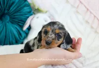 Suzette, a female Miniature Dachshund for sale in Rock Valley, IA – Photo 1 of 5