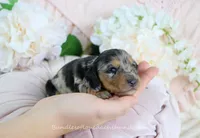 Suzette, a female Miniature Dachshund for sale in Rock Valley, IA – Photo 3 of 5