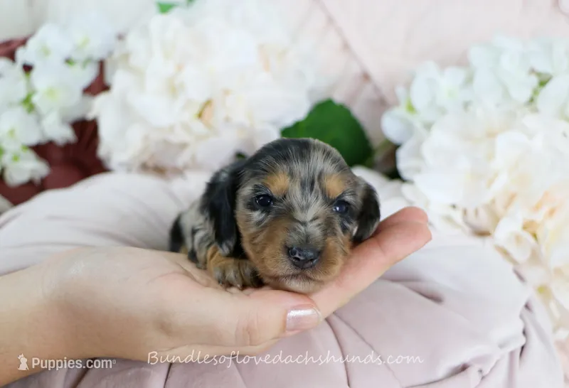 Suzette – Miniature Dachshund puppy for sale in Rock Valley, IA
