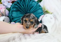 Suzette, a female Miniature Dachshund for sale in Rock Valley, IA – Photo 2 of 5