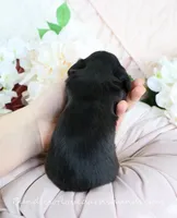 Corie, a female Miniature Dachshund for sale in Rock Valley, IA – Photo 4 of 4