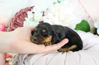 Corie, a female Miniature Dachshund for sale in Rock Valley, IA – Photo 3 of 4