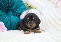 Corie, a female Miniature Dachshund for sale in Rock Valley, IA – Photo 1 of 5