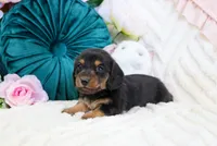 Corie, a female Miniature Dachshund for sale in Rock Valley, IA – Photo 3 of 5