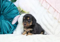 Corie, a female Miniature Dachshund for sale in Rock Valley, IA – Photo 2 of 5