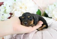 Corie, a female Miniature Dachshund for sale in Rock Valley, IA – Photo 1 of 4
