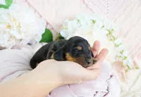 Corie, a female Miniature Dachshund for sale in Rock Valley, IA – Photo 2 of 4