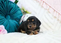 Corie, a female Miniature Dachshund for sale in Rock Valley, IA – Photo 4 of 5