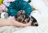 Soren, a male Miniature Dachshund for sale in Rock Valley, IA – Photo 1 of 5
