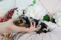 Soren, a male Miniature Dachshund for sale in Rock Valley, IA – Photo 3 of 4