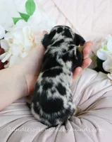 Soren, a male Miniature Dachshund for sale in Rock Valley, IA – Photo 4 of 4