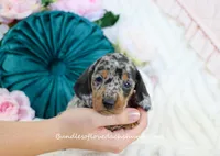Soren, a male Miniature Dachshund for sale in Rock Valley, IA – Photo 2 of 5
