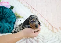 Soren, a male Miniature Dachshund for sale in Rock Valley, IA – Photo 3 of 5