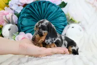 Soren, a male Miniature Dachshund for sale in Rock Valley, IA – Photo 4 of 5