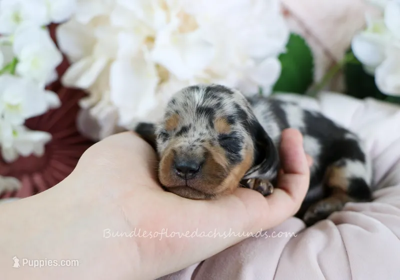 Soren – Miniature Dachshund puppy for sale in Rock Valley, IA