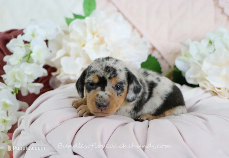 Ava – Miniature Dachshund puppy for sale in Rock Valley, IA