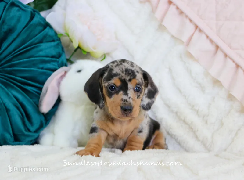 Ava – Miniature Dachshund puppy for sale in Rock Valley, IA