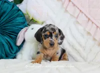 Ava, a female Miniature Dachshund for sale in Rock Valley, IA – Photo 1 of 5