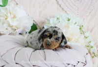 Ava, a female Miniature Dachshund for sale in Rock Valley, IA – Photo 4 of 5