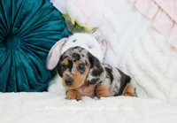 Ava, a female Miniature Dachshund for sale in Rock Valley, IA – Photo 2 of 5