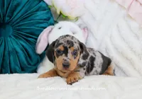 Ava, a female Miniature Dachshund for sale in Rock Valley, IA – Photo 3 of 5