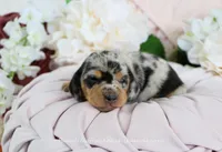 Ava, a female Miniature Dachshund for sale in Rock Valley, IA – Photo 2 of 5