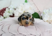 Ava, a female Miniature Dachshund for sale in Rock Valley, IA – Photo 3 of 5