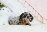 Ava, a female Miniature Dachshund for sale in Rock Valley, IA – Photo 4 of 5