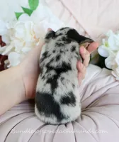 Ava, a female Miniature Dachshund for sale in Rock Valley, IA – Photo 5 of 5