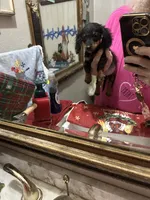 Curly , a male Miniature Dachshund for sale in Navasota, TX – 2 of 2