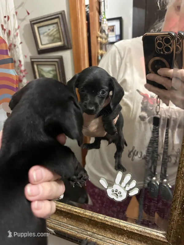 Pearl – Dachshund puppy for sale in Navasota, TX
