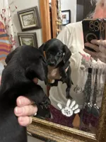 Pearl, a female Dachshund for sale in Navasota, TX – 1 of 3