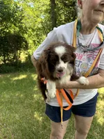 Ginger honey , a female Toy Australian Shepherd for sale in Navasota, TX – 1 of 2