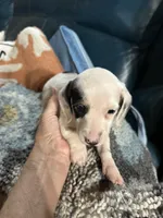 Spot, a male Dachshund for sale in Navasota, TX – 2 of 2