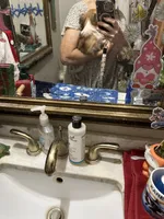 Poppy, a female Chihuahua for sale in Navasota, TX – 3 of 3