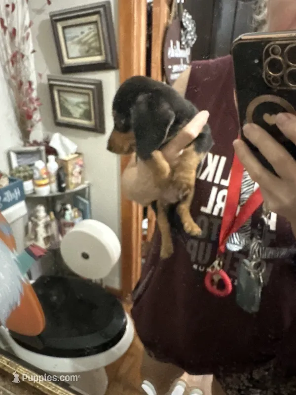 Bandit  – Dachshund puppy for sale in Navasota, TX