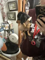 Bandit , a male Dachshund for sale in Navasota, TX – 1 of 3